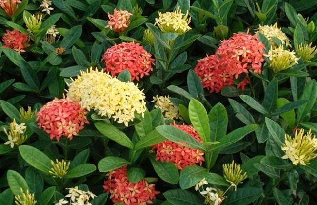 钦州市花是什么