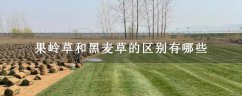 果岭草和黑麦草的区别有哪些