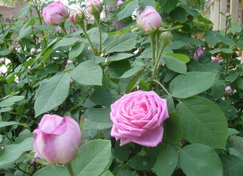 大连市花是什么
