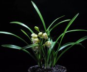 幽兰花的花语是什么