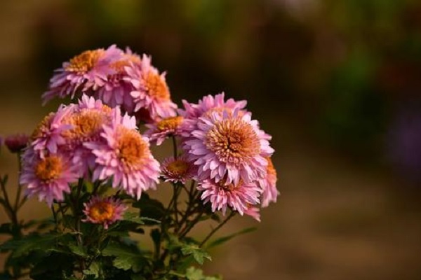 小<a href='https://www.861230.com/guanhuazhiwu/6712.html' target='_blank'><u>雏菊</u></a>的花语和寓意 适合送给哪些人