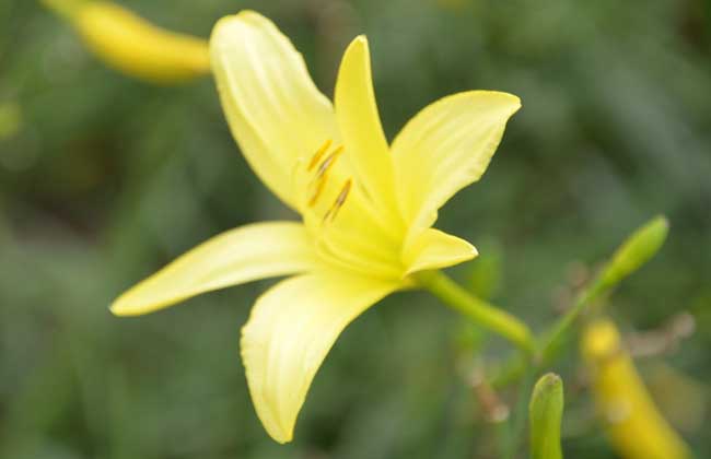 黄花图片 黄花的营养价值与食用方法简介