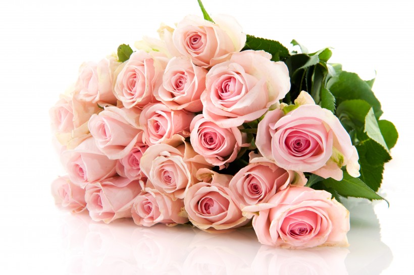 33朵粉<a href='https://www.861230.com/guanhuazhiwu/6595.html' target='_blank'><u>玫瑰</u></a>\