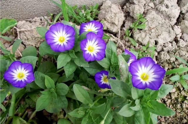 三色旋花的花语是什么