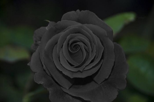 黑<a href='https://www.861230.com/guanhuazhiwu/6595.html' target='_blank'><u>玫瑰</u></a>花语是什么 适合送给谁