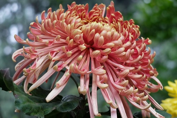 菊花的花语及寓意