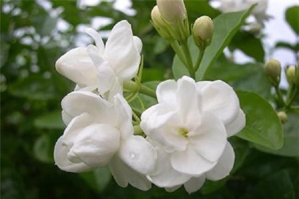 <a href='https://www.861230.com/guanhuazhiwu/10.html' target='_blank'><u>茉莉</u></a>的花语和寓意 适合送给哪些人