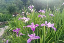 鸢尾花花语是什么 有哪些美好的寓意