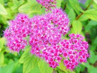 金山绣线菊什么时候开花