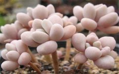 淘米水可以浇桃蛋吗 怎么浇水