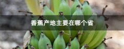 香蕉产地主要在哪个省