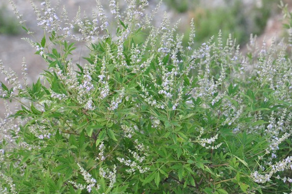 荆草生长的地方有没有黄金