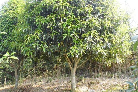 价值300万的<a href='https://www.861230.com/guanhuazhiwu/42.html' target='_blank'><u>桂花</u></a>树图,是60公分以上的丹桂树