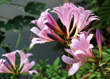 <a href='https://www.861230.com/guanhuazhiwu/6695.html' target='_blank'><u>鹿葱</u></a>的花语和代表象征意义是什么?
