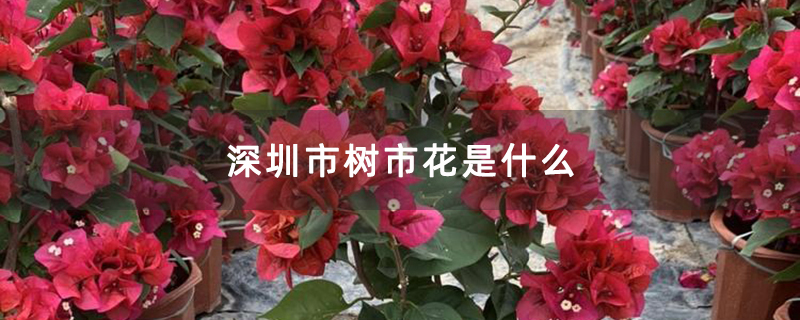 深圳市树市花是什么