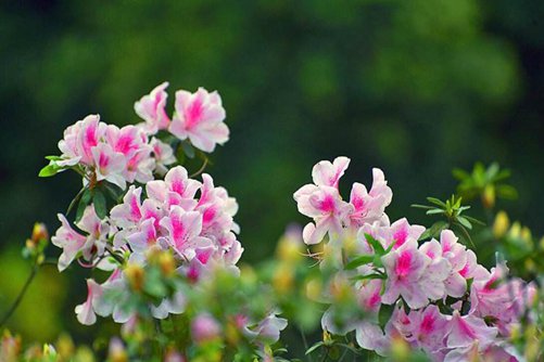<a href='https://www.861230.com/guanhuazhiwu/31.html' target='_blank'><u>杜鹃花</u></a>的寓意和象征，永远属于你的<a href='https://www.861230.com/guanhuazhiwu/31.html' target='_blank'><u>杜鹃花</u></a>，送给情人爱的喜悦