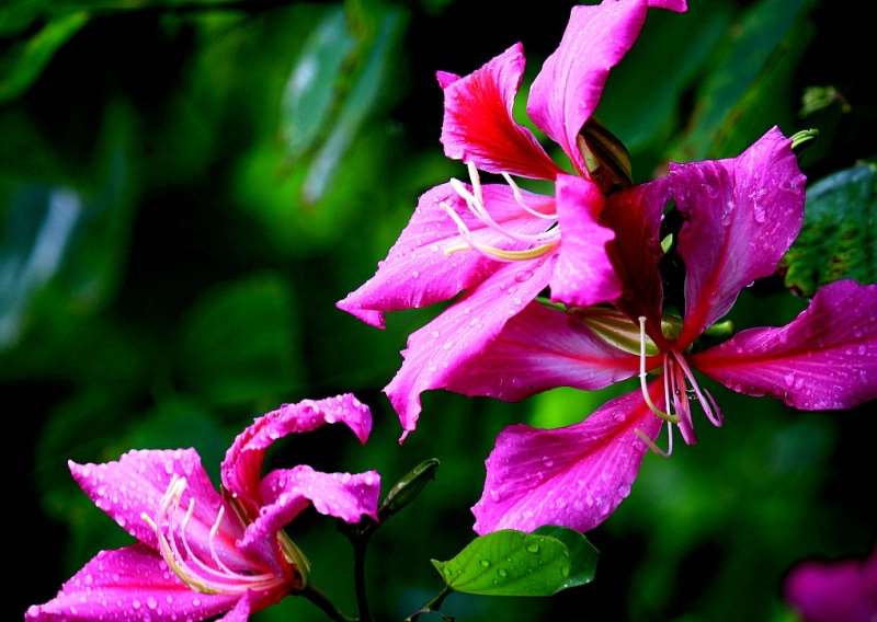 <a href='https://www.861230.com/guanhuazhiwu/3189.html' target='_blank'><u>紫金花</u></a>的用途介绍和简介