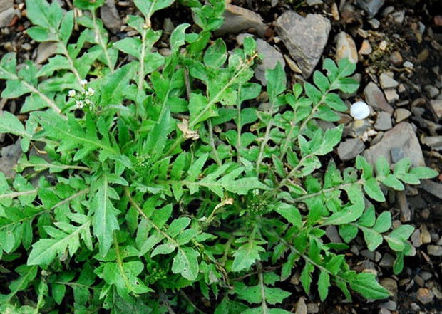 水荠菜的功效怎么样?