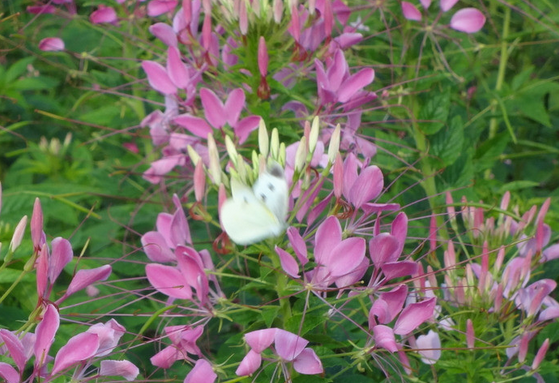 凤尾花图片及其介绍