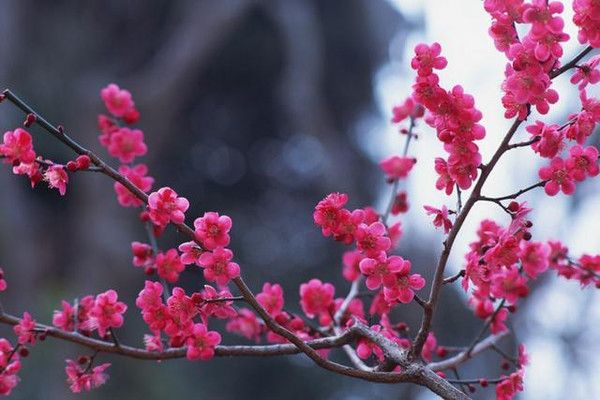 南京市树市花是什么