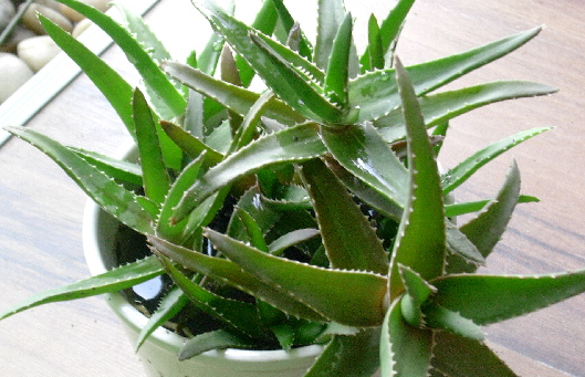 植物