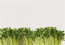 绿豆芽种植技术：维持合理温度很重要！