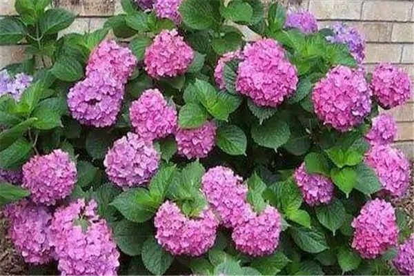 <a href='https://www.861230.com/guanhuazhiwu/6639.html' target='_blank'><u>绣球花</u></a>一年开几季 花期多久