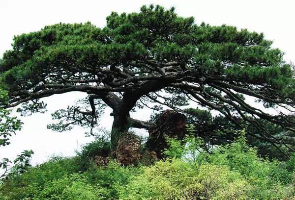 油松图片及油松形态及功效介绍