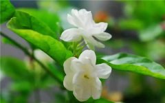茉莉花的功效有哪些 应该如何养殖