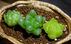 如何让玉露爆盆 怎么养最好