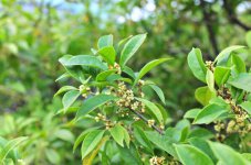 苗木扦插移植快速生根的7个方法