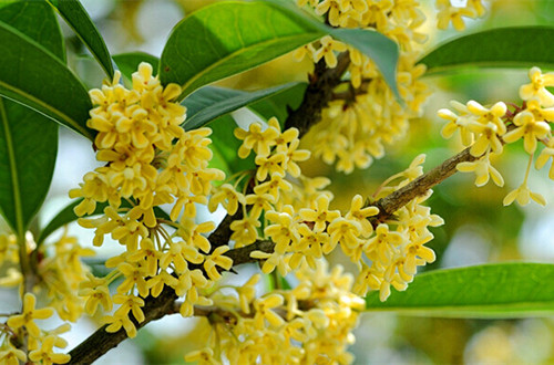 <a href='https://www.861230.com/guanhuazhiwu/42.html' target='_blank'><u>桂花</u></a>压条繁殖技术