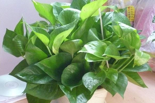 楼房里必养的8种花 哪些花好养易活