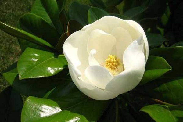 <a href='https://www.861230.com/guanhuazhiwu/6633.html' target='_blank'><u>玉兰花</u></a>什么时候开 花期在几月份