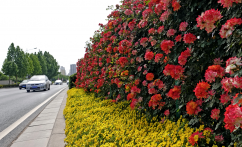 “市花”月季 花中的“皇后”