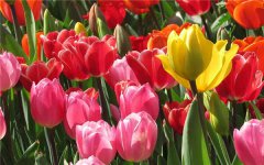 荷兰的国花是什么花 是郁金香吗