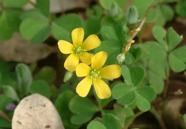 黄花酢浆草什么时候开?黄花酢浆草花期介绍