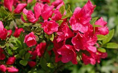 杜鹃花什么时候开 花期是几月份