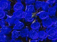 蓝玫瑰花语是什么,蓝玫瑰代表什么意思