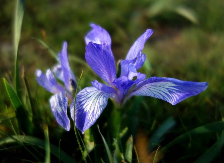 法国的国花是什么花？鸢尾花