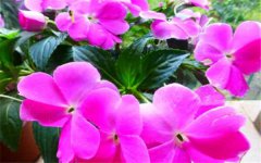 玫瑰海棠一年开几次花 花期是什么时候