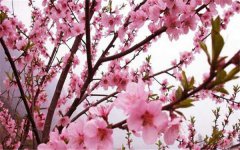 桃花什么时候开花 花期是什么时候
