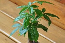 发财树徒长怎么办？发财树徒长的四种解决办法