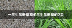 一年生黑麦草和多年生黑麦草的区别