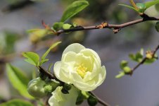 茶树花怎么养殖浇什么肥(茶花需要上什么肥料)