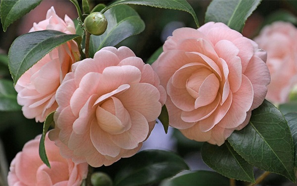 <a href='https://www.ahuacao.com/guanhuazhiwu/52.html' target='_blank'><u>茶花</u></a>叶子发黄怎么办 叶子发黄的原因及解决办法