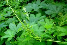 拉拉藤药用价值