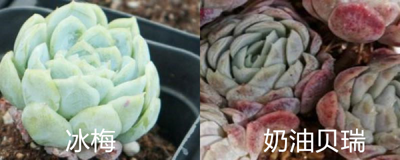 冰<a href='https://www.861230.com/guanhuazhiwu/9.html' target='_blank'><u>梅</u></a>和奶油贝瑞的区别