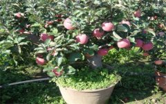 盆栽苹果树一盆多少钱 怎么养护