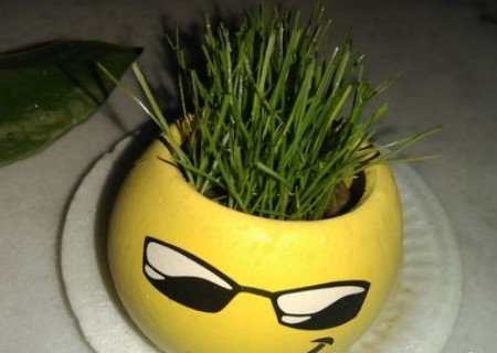 小草盆栽种植方法图解